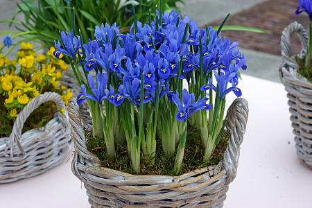 Iris reticulata 'Alida' (Bag of 10) - Image 2