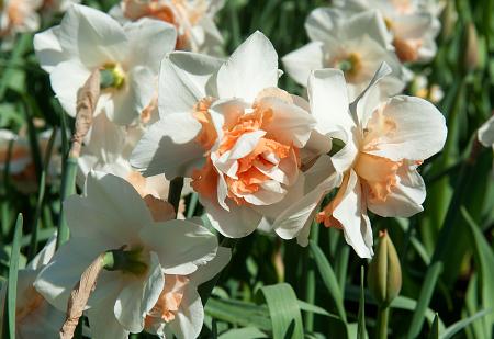 Narcissus 'Replete' (Bag of 5) - Image 2