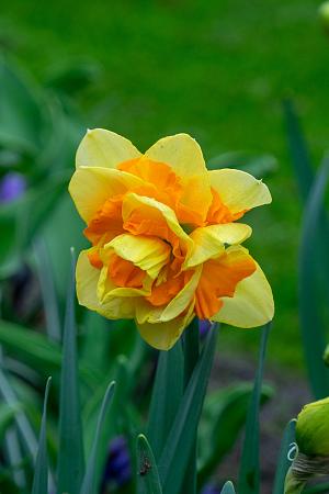 Narcissus 'Sun Catchers' (Bag of 5) - Image 2