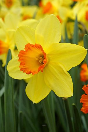 Narcissus 'Barrett Browning' (Bag of 5)