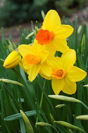 Narcissus 'Classic Garden' (Bag of 5) - Image 2