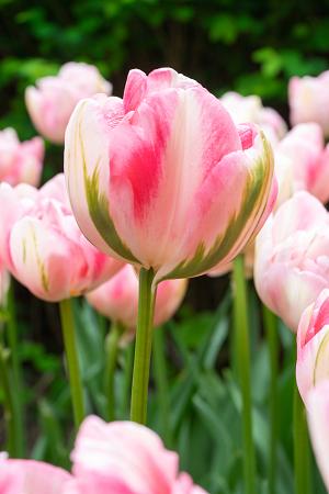 Tulipa 'Finola' (Bag of 10)