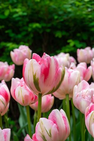 Tulipa 'Finola' (Bag of 10) - Image 2