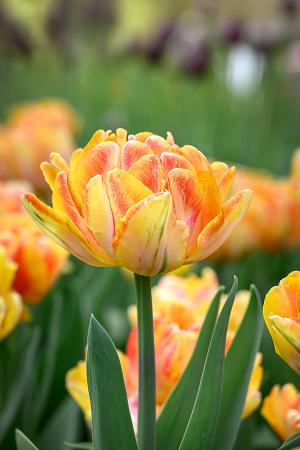 Tulipa 'Foxtrot' (Bag of 10) - Image 2
