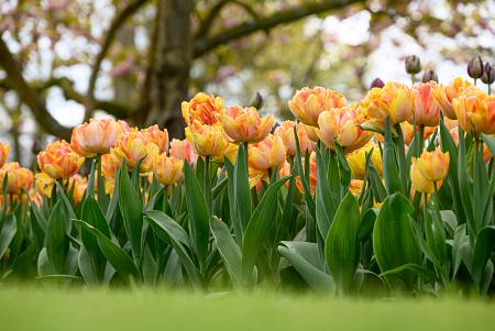 Tulipa 'Foxtrot' (Bag of 10) - Image 3
