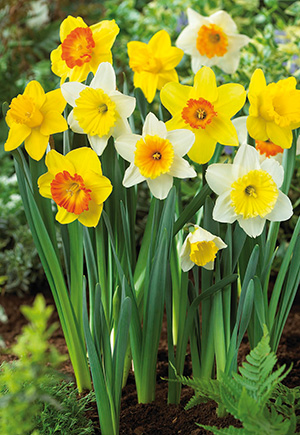 Narcissus Large Cup Pedigree Mix (Bag of 10)