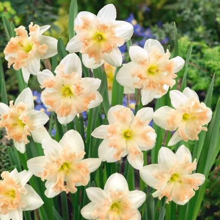 Narcissus 'Palmares' (Bag of 5)