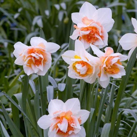 Narcissus 'Replete' (Bag of 5)