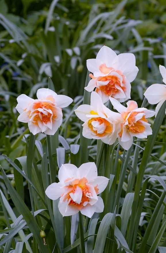 Narcissus 'Replete' (Bag of 5)