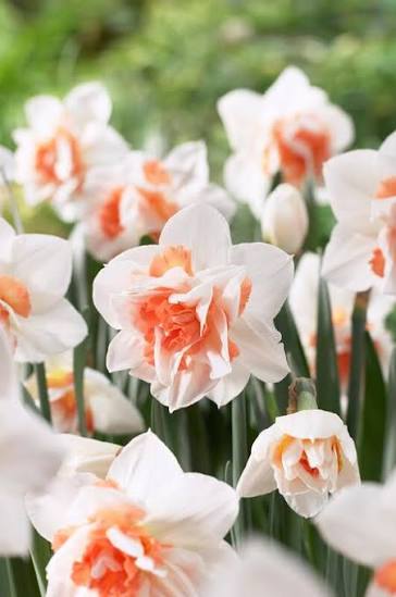 Narcissus 'Replete' (Bag of 5) - Image 4