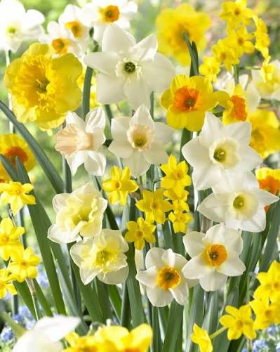 Narcissus 'Fragrant Meadow Mix' (Bag of 10)