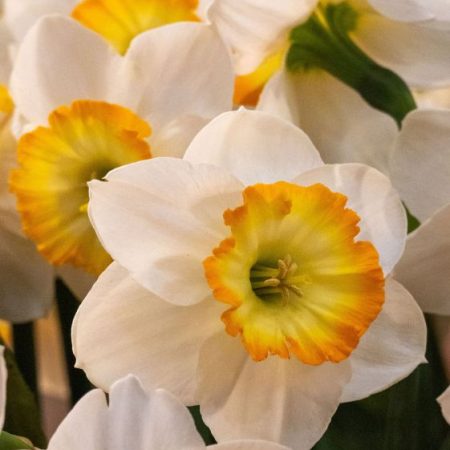 Narcissus 'Happy Smiles' (Bag of 5)