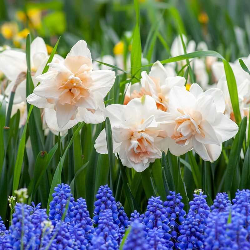 Narcissus 'Replete' (Bag of 5) - Image 3
